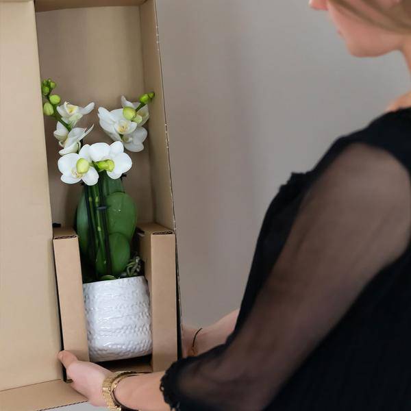 weiße Phalaenopsis-Orchidee - Amabilis + Diamant-Dekotopf gold - Topfgröße Ø9cm - 40cm hoch | blühende Zimmerpflanze im Blumentopf - frisch vom Züchter - Oasis of Life
