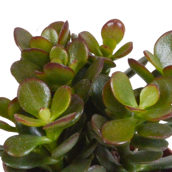 Dickblatt - Crassula - Mix - 8,5 cm - 3 Stück - im Witte-Topf