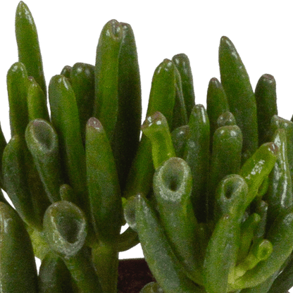 Dickblatt - Crassula - Mix 8,5 cm - 3 Stück - Zimmerpflanze - im Mexicaanse-Topf