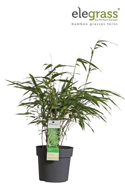 Schirmbambus - Fargesia rufa - Ø14cm - ↨40cm