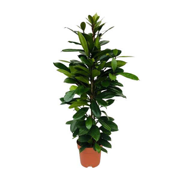 Afrikanischer Feigenbaum - Ficus Cyathistipula - Zimmerpflanze - Ø21cm - ↕105cm