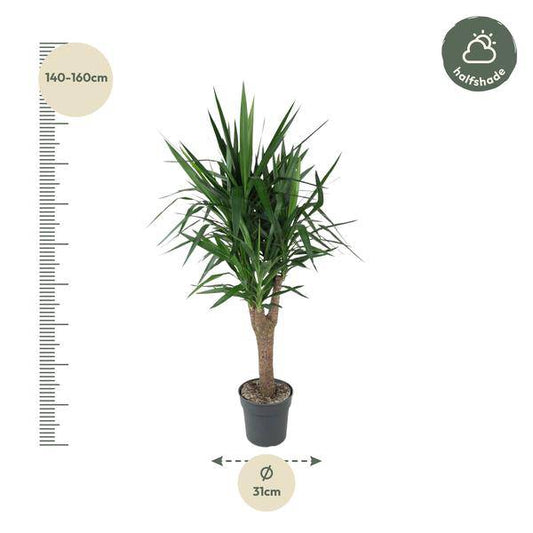 Palmlilie – Yucca Elephantipes – Zimmerpflanze – Ø31cm – ↕150cm – Robuste, pflegeleichte Grünpflanze für Innen & Außen 