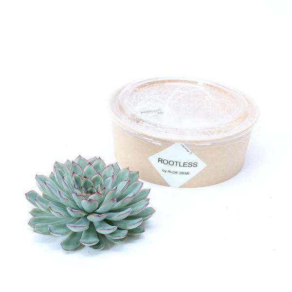 Sukkulente - Echeveria Pulidonis - Zimmerpflanze - Ø12-14cm - ↕5cm 