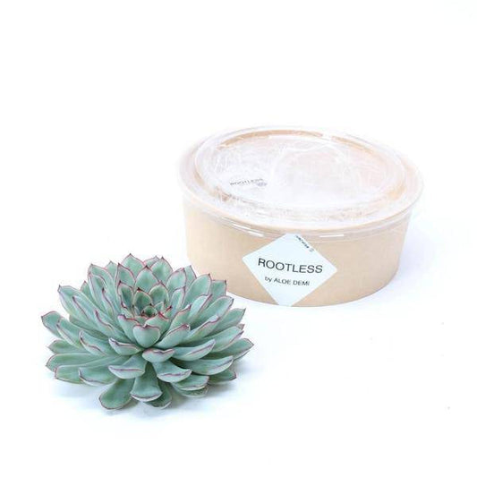 Sukkulente - Echeveria Pulidonis - Zimmerpflanze - Ø12-14cm - ↕5cm 