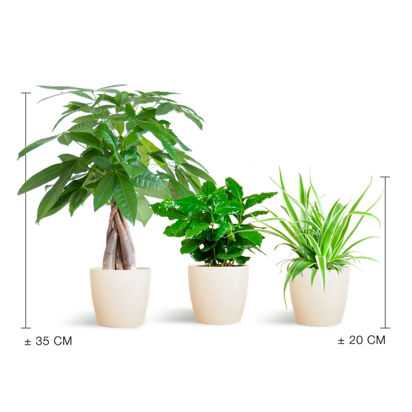 Tierfreundliches Pflanzset – Ungiftige Zimmerpflanzen für Katzen & Hunde – 3 Pflanzen Ø12cm – Inkl. Viber Weiß Topf aus Biokunststoff – Pachira, Grünlilie & Coffea – Ideal für Kinder & Haustiere 