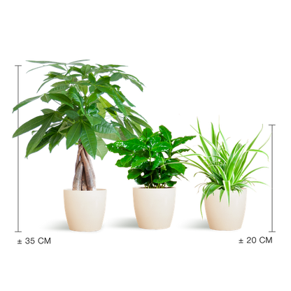 Tierfreundliches Pflanzset – Ungiftige Zimmerpflanzen für Katzen & Hunde – 3 Pflanzen Ø12cm – Inkl. Viber Weiß Topf aus Biokunststoff – Pachira, Grünlilie & Coffea – Ideal für Kinder & Haustiere 