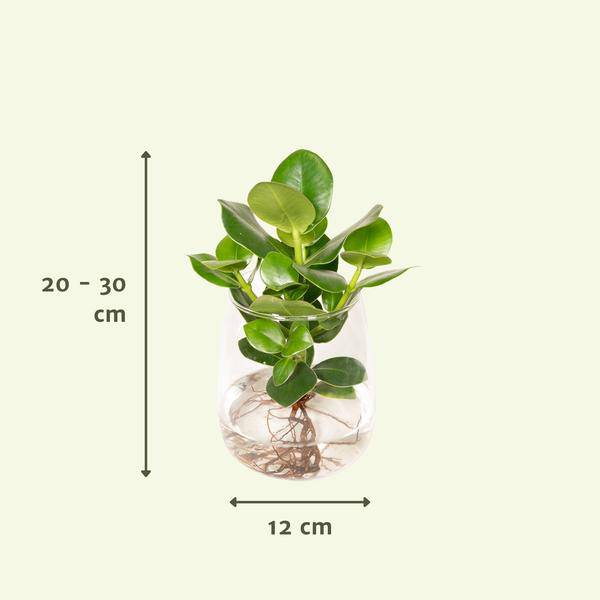 Balsamapfel Clusia – Hydroponische Zimmerpflanze im Kingston Glas – Ø12cm – 30cm Höhe – grünes dekoratives Laub – pflegeleicht & ohne Blüten 