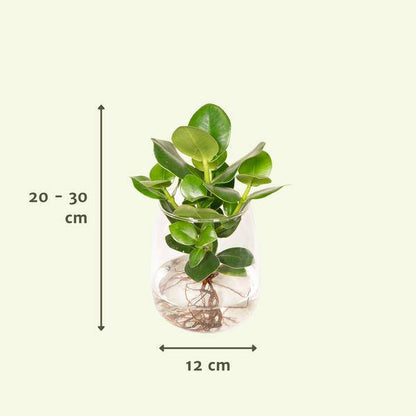 Balsamapfel Clusia – Hydroponische Zimmerpflanze im Kingston Glas – Ø12cm – 30cm Höhe – grünes dekoratives Laub – pflegeleicht & ohne Blüten 