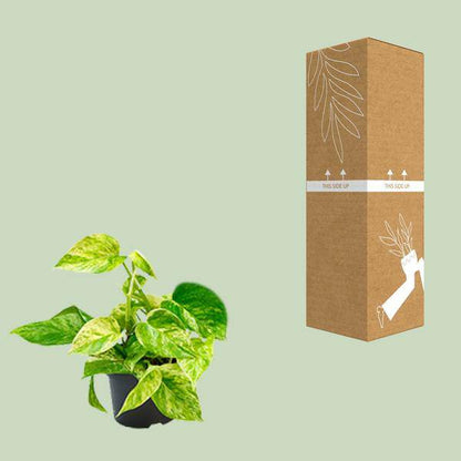 Epipremnum Marble Queen - Scindapsus - Ø15cm - ↕25cm - Ø12 - ↨15cm - Oasis of Life