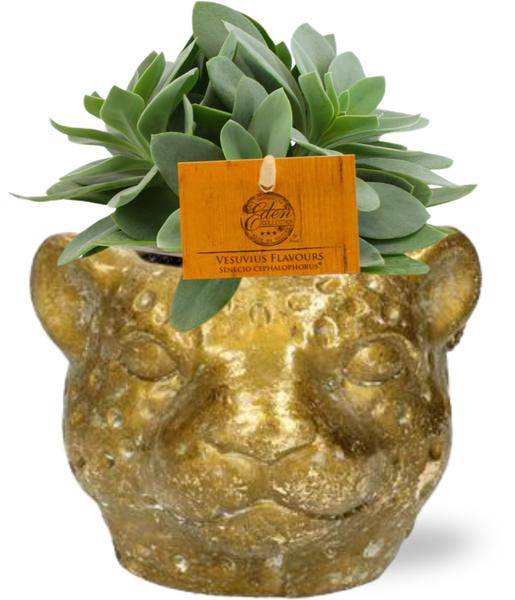 Senecio Cephalophorus Kreuzkraut – Zimmerpflanze Ø10,5cm – ca. 15cm hoch – Mit stylischem Leopard Gold Topf Ø12x9,5cm – Pflegeleicht & dekorativ – Für Wohnzimmer & Büro 