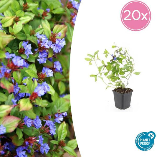 Kriechende Hornnarbe Ceratostigma plumbaginoides – 20 Pflanzen – ↕10-25cm – Ø9cm – Bodendecker – Blühend & pflegeleicht – Sonne & Halbschatten
