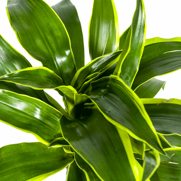 Dracaena Deremensis Dorado - Drachenbaum - Zimmerpflanze - Ø19cm - ↕70-90cm 