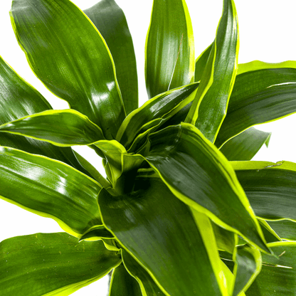 Dracaena Deremensis Dorado - Drachenbaum - Zimmerpflanze - Ø19cm - ↕70-90cm 