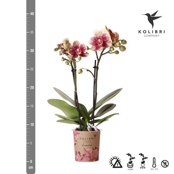 Gelbe rote Phalaenopsis Orchidee - Spanien - Topfgröße Ø9cm | blühende Zimmerpflanze - frisch vom Züchter - Oasis of Life
