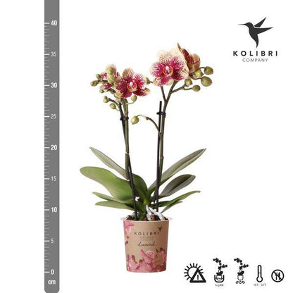 Gelbe rote Phalaenopsis Orchidee - Spanien - Topfgröße Ø9cm | blühende Zimmerpflanze - frisch vom Züchter - Oasis of Life