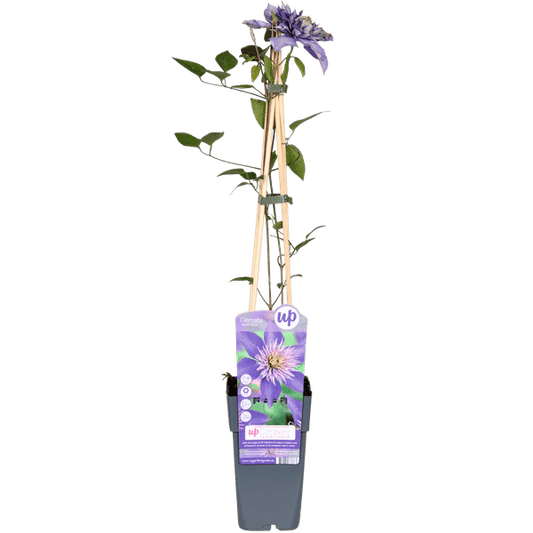 Waldrebe - Clematis Multi Blau - Clematis Blau - Ø15cm - ↕65cm