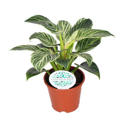 Baumfreund - Philodendron Birkin - Zimmerpflanze - Ø14cm - ↕25cm