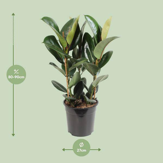 Gummibaum - Ficus Elastica Robusta - Zimmerpflanze - Ø27cm - ↕85cm 