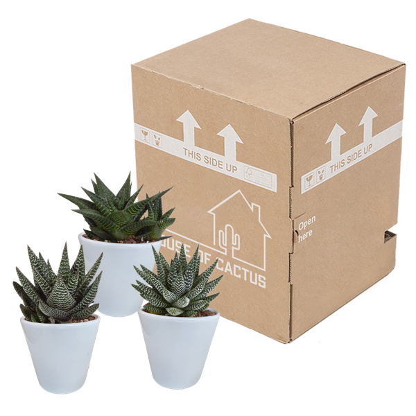 Sukkulente - Gasteria/Haworthia - Mix - 8,5 cm - im Topf - 3 Stück 