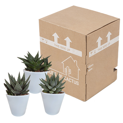 Sukkulente - Gasteria/Haworthia - Mix - 8,5 cm - im Topf - 3 Stück 