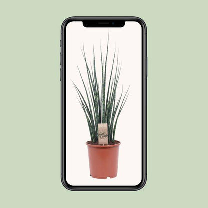 Bogenhanf - Sansevieria Fernholz Mikado - Zimmerpflanze - Ø19cm - ↕80cm