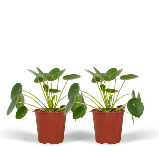 Chinesischer Geldbaum - Pilea Peperomiodes - Pfannkuchenpflanze - Zimmerpflanze - 20cm - ø12cm - 2 Stück 