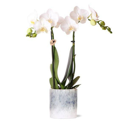 weiße Phalaenopsis Orchidee - Amabilis + Sky Topf - Topfgröße Ø9cm - 40cm hoch - Zimmerpflanze