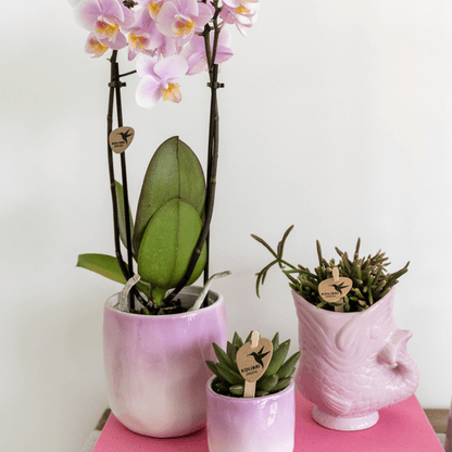 Fisch Topf - Rosa - Ø6cm 