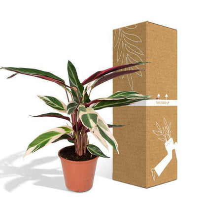 Calathea Triostar - Pfauenpflanzet - Ø19cm - ↕70cm - Oasis of Life
