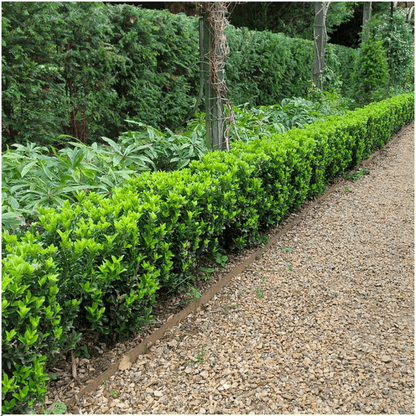 Euonymus 'Green Spire' - Japanischer Spindelstrauch - Ø7cm - ↕15cm - 12 Stück