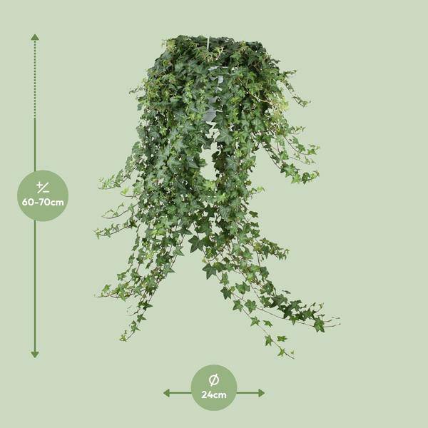 Hedera Helix Pitsburg – Efeu Hängepflanze – Zimmerpflanze Ø24cm – ca. 70cm Länge – Luftreinigende Kletterpflanze für drinnen 