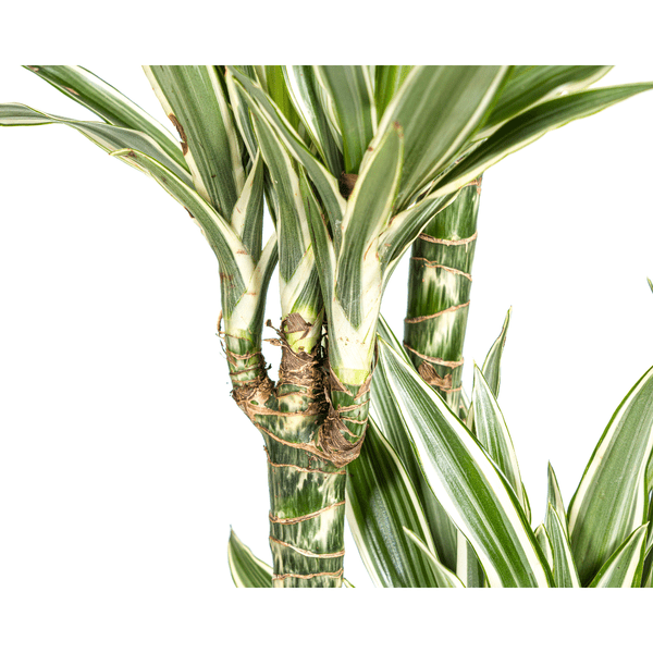 Dracaena Deremensis Weißer Streifen Ø27cm - ↕180cm - Oasis of Life