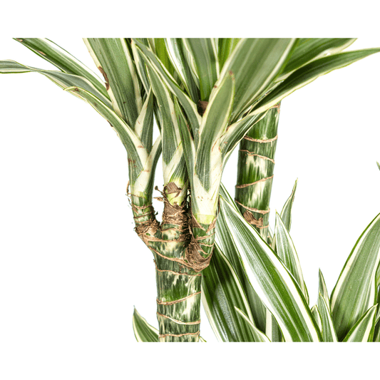 Dracaena Deremensis Weißer Streifen Ø27cm - ↕180cm - Oasis of Life