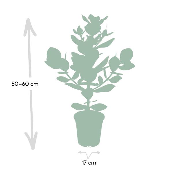 Balsamapfel - Clusia Rosea Princess - Zimmerpflanze - Ø17cm - ↕60cm