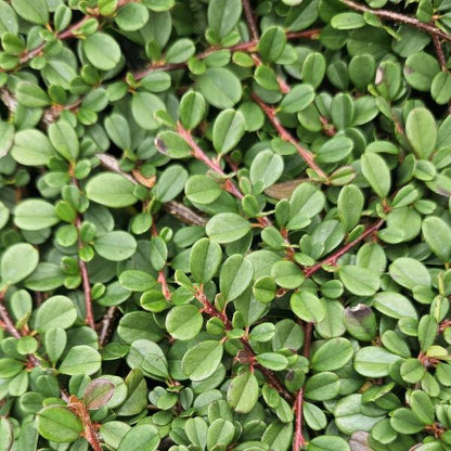 Cotoneaster pr. 'Streib's Findling' - Zwergmispel - ↕10-25cm - Ø9cm - 6 Stück