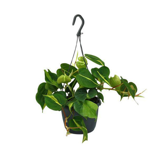 Herzblatt - Philodendron Scandens Brasil - Zimmerpflanze - Ø15cm - ↕35cm 