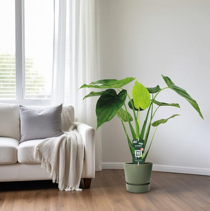 Alocasia Cucullata - Elefantenohr - Ø19cm - ↕55cm - Oasis of Life