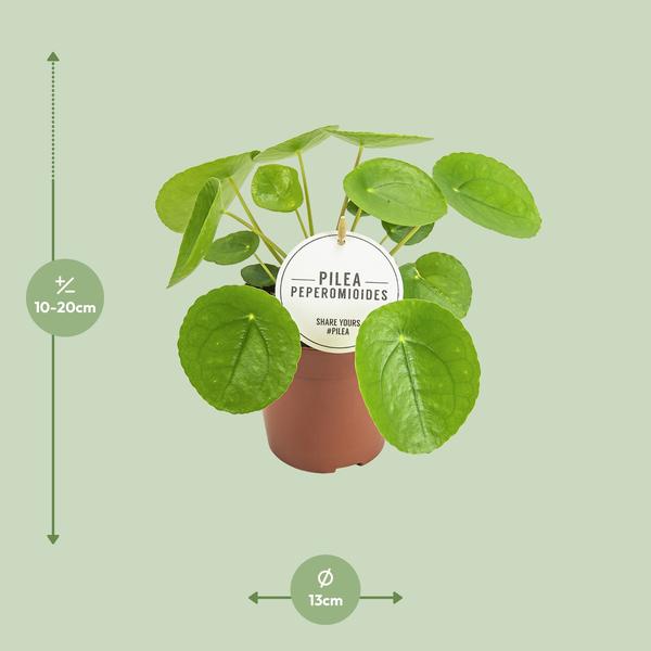 Chinesischer Geldbaum - Pilea Peperomioides - Zimmerpflanze - Ø13cm - ↕20cm