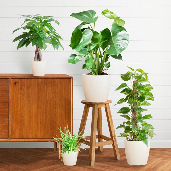 Pflegeleichtes Pflanzset – Easy Plant Box – 4 Zimmerpflanzen inkl. Viber Weiß Topf – Biokunststoff – Ø12-21 cm – Geringer Pflegeaufwand – Für Wohnzimmer & Büro 