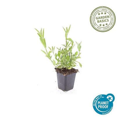 Patagonisches Eisenkraut Verbena bonariensis – 12 Pflanzen – Luftige Staude – Bienen- & Schmetterlingsmagnet – Pflegeleicht – Sonnige Beete & Rabatten