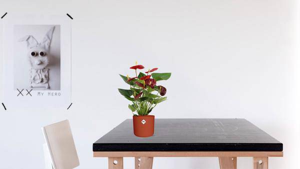 Anthurium Calon – Flamingoblume – Zimmerpflanze – Ø12cm – ↕36cm – Tropische Blühpflanze mit herzförmigen Blüten – Luftreinigend & pflegeleicht – Für Zuhause & Büro 