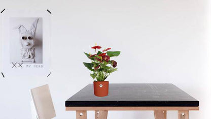 Anthurium Calon – Flamingoblume – Zimmerpflanze – Ø12cm – ↕36cm – Tropische Blühpflanze mit herzförmigen Blüten – Luftreinigend & pflegeleicht – Für Zuhause & Büro 