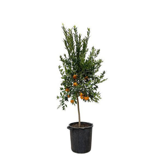 Mandarinenbaum – Citrus Mandarino 200cm – Ø40cm – Mediterrane Zitruspflanze mit duftenden Blüten & Früchten – Kübelpflanze für Garten, Terrasse, Balkon & Wintergarten 