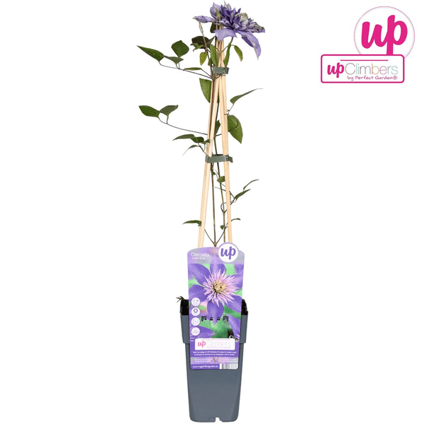Waldrebe - Clematis Multi Blau - Clematis Blau - Ø15cm - ↕65cm