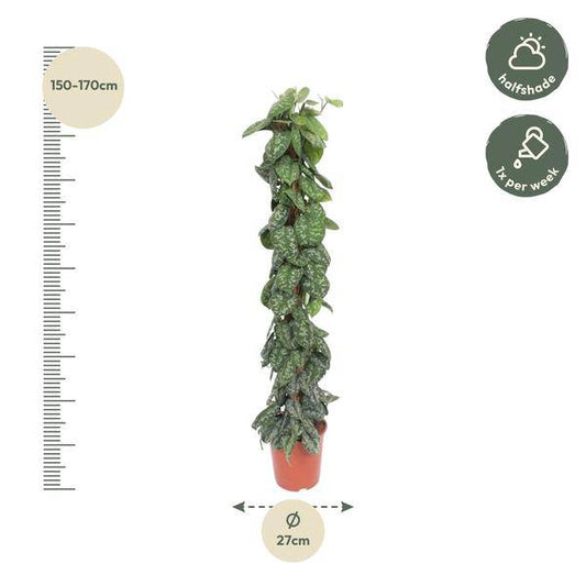 Gefleckte Efeutute – Scindapsus Pictus Trebie – Zimmerpflanze 160cm – Ø27cm – Moosstock-Kletterpflanze mit silber gemusterten Blättern – Pflegeleichte Kletterpflanze für Wohnzimmer & Büro 
