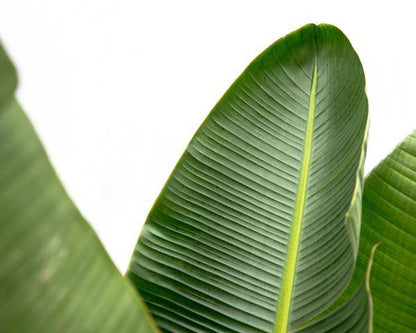 Strelitzia Augusta – Baum-Strelitzie XXL – Weißer Paradiesvogel – 250cm hoch – Ø38cm – Zimmerpflanze mit großen Fächerblättern – Exotischer Blickfang für helle Räume