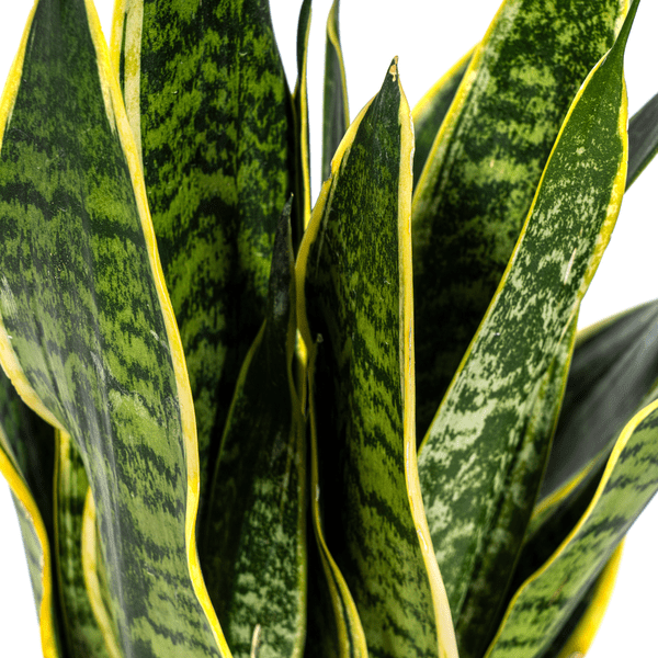 Sansevieria Trifasciata Futura Superba Ø17cm - ↕50-55cm - Oasis of Life