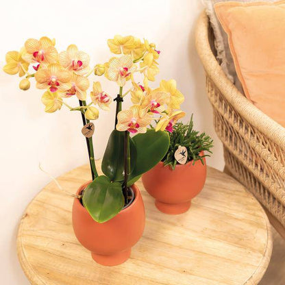 orange Phalaenopsis Orchid Topfgröße Ø9cm | Jamaica | blühende Zimmerpflanze - frisch vom Züchter - Oasis of Life