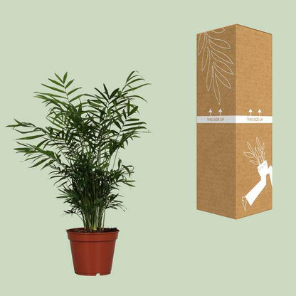 Mexikanische Bergpalme - Chamaedorea Elegans - Zimmerpflanze - Ø17cm - ↕55cm