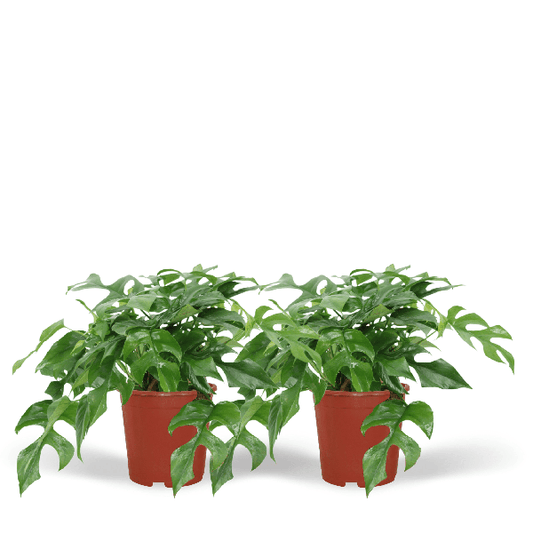 Fensterblatt - Monstera Minima - Zimmerpflanze - Ø15cm - ↕30cm - 2 Stück 